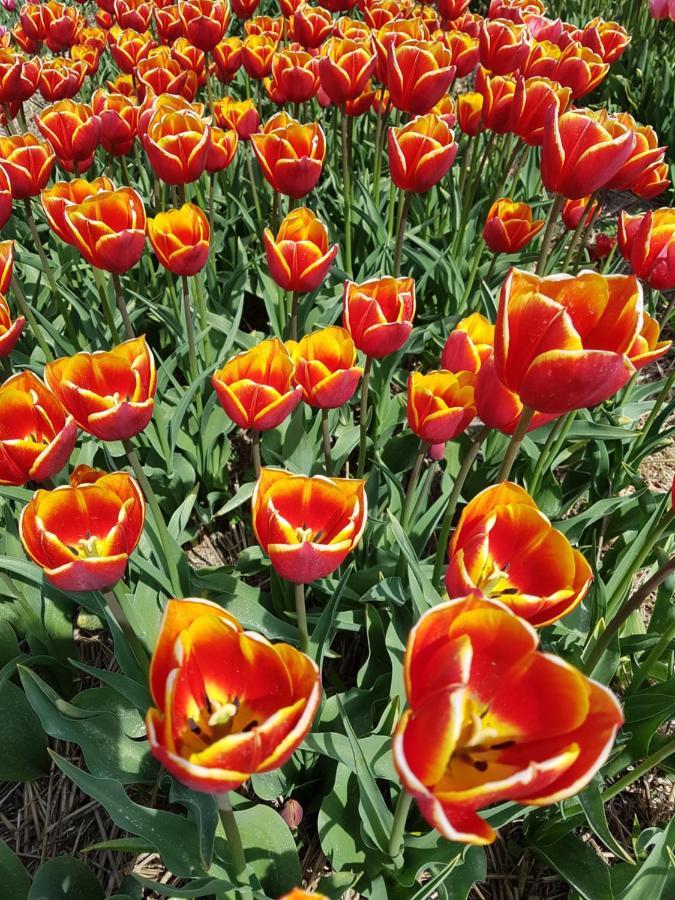 Romantisch Huisje Nabij Het Strand Met Uitzicht Op De Tulpenvelden ユリアーナドルプ エクステリア 写真