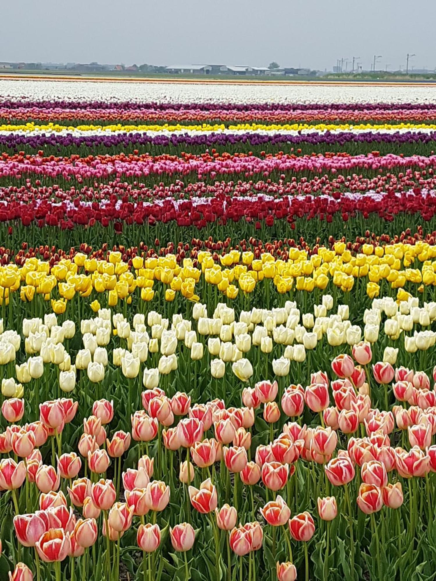 Romantisch Huisje Nabij Het Strand Met Uitzicht Op De Tulpenvelden ユリアーナドルプ エクステリア 写真