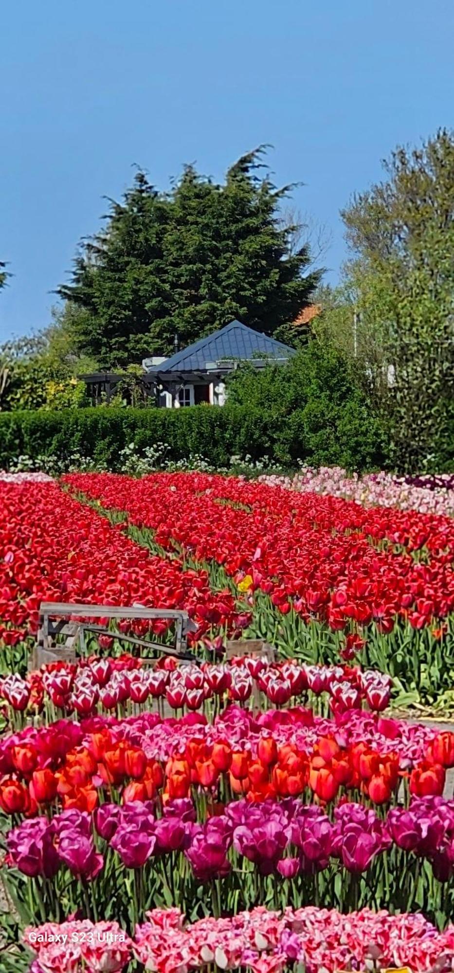 Romantisch Huisje Nabij Het Strand Met Uitzicht Op De Tulpenvelden ユリアーナドルプ エクステリア 写真