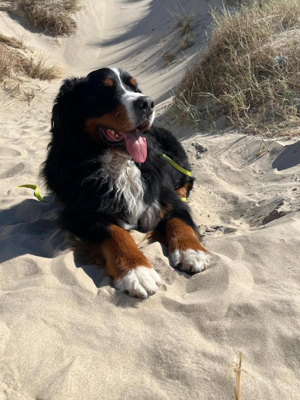 Romantisch Huisje Nabij Het Strand Met Uitzicht Op De Tulpenvelden ユリアーナドルプ エクステリア 写真