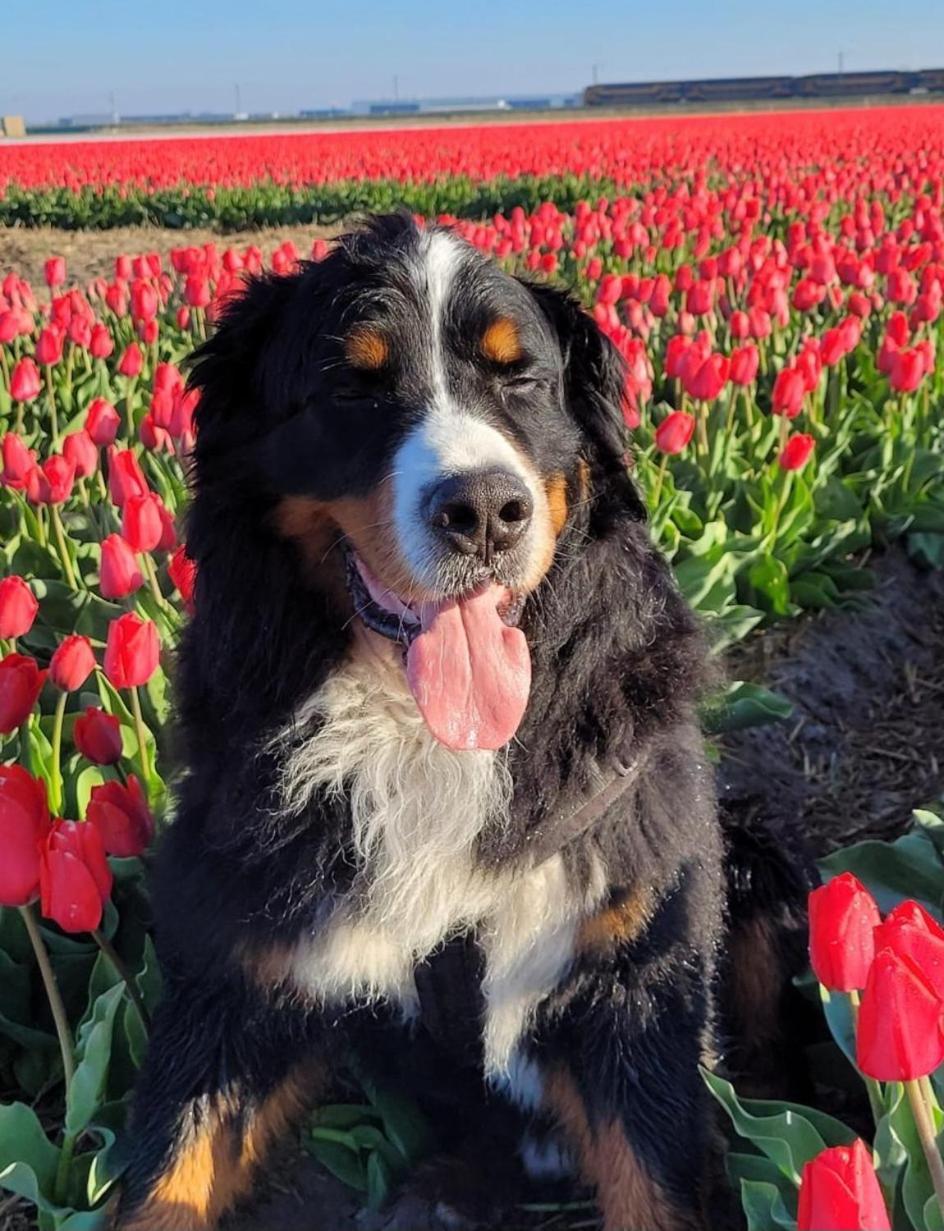 Romantisch Huisje Nabij Het Strand Met Uitzicht Op De Tulpenvelden ユリアーナドルプ エクステリア 写真