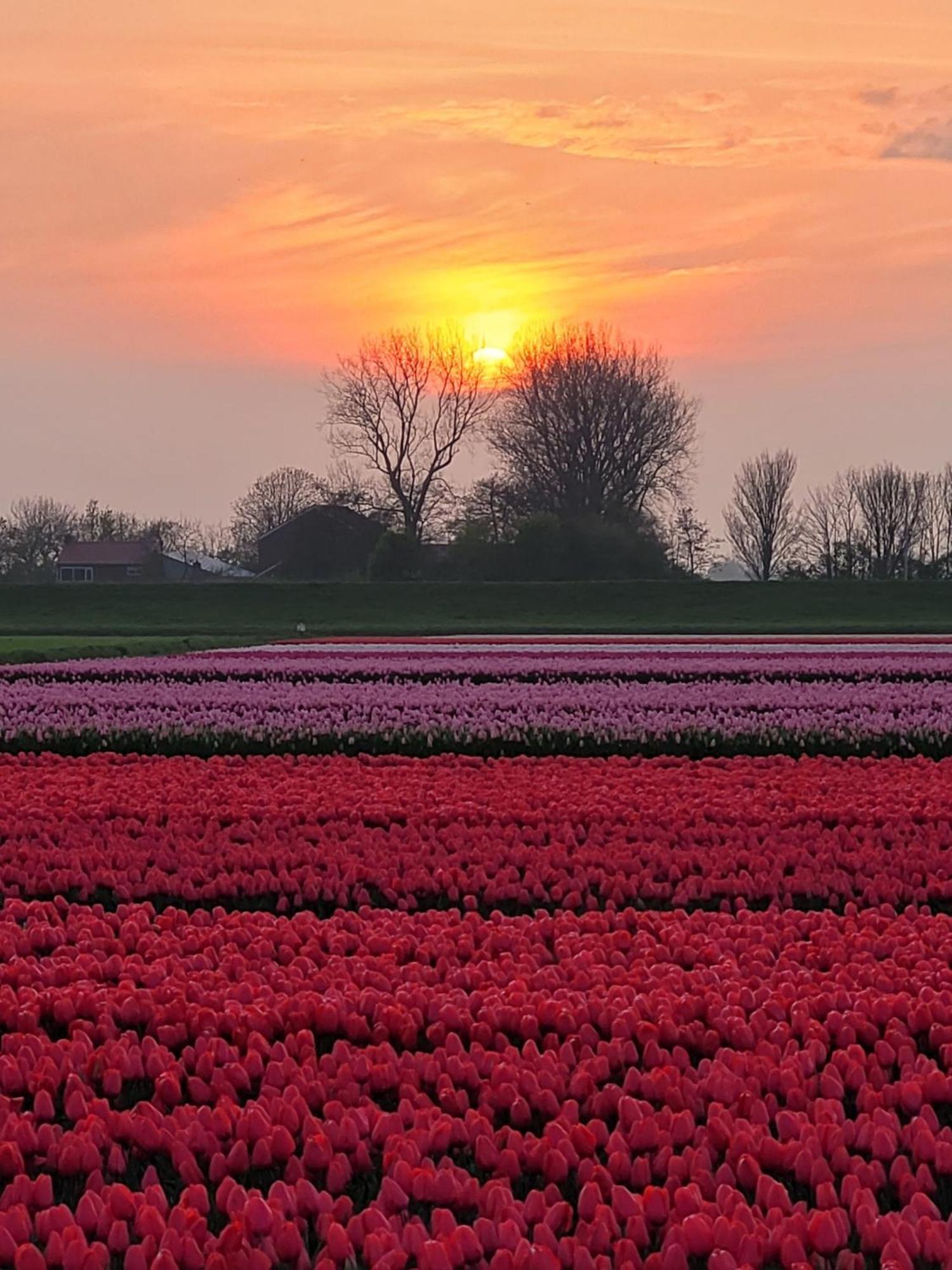 Romantisch Huisje Nabij Het Strand Met Uitzicht Op De Tulpenvelden ユリアーナドルプ エクステリア 写真
